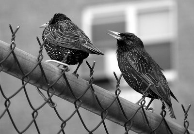 citybirds