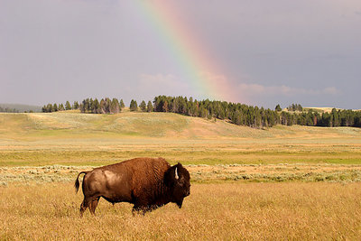 Rainbow Bison