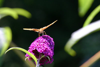 Butterfly Backside
