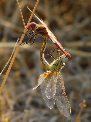 Dragonfly 