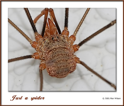 Harvestmen