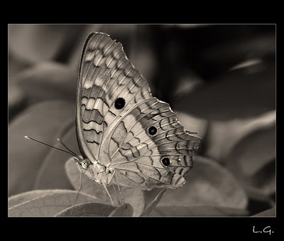 ...garden friend (3)...