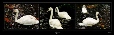 Swan's Beauty