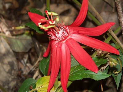 Costa Rican Red