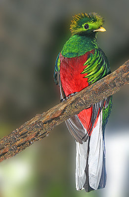 The Resplendent Quetzal