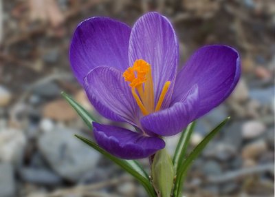 Crocus