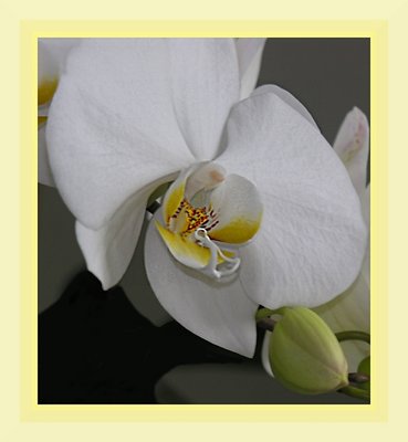 Phalaenopsis Ramifier