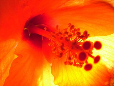 Orange hibiscus, detail