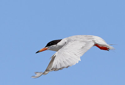 Tern Attack