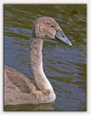 A young swan