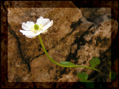 Strong flower