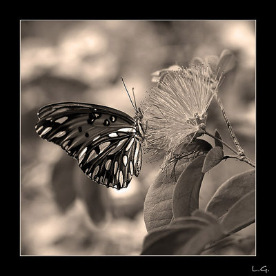…butterfly in sepia…