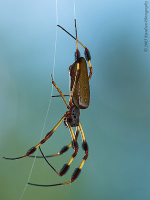 Golden Silk spider