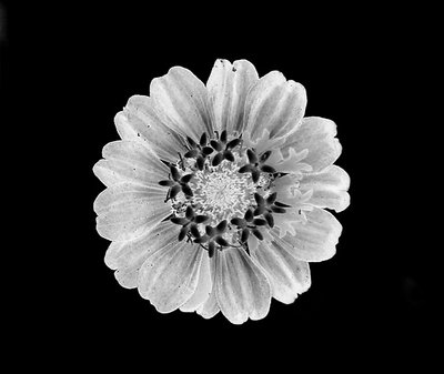 Infrared Daisy