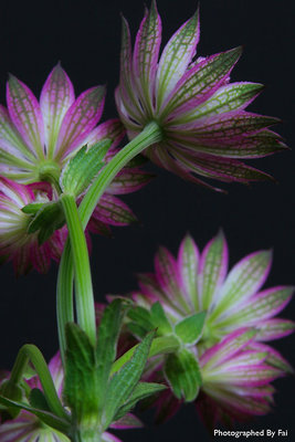 violaceous Il