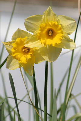 daffodil's! 