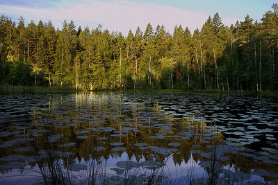 Forest lake in the early morning