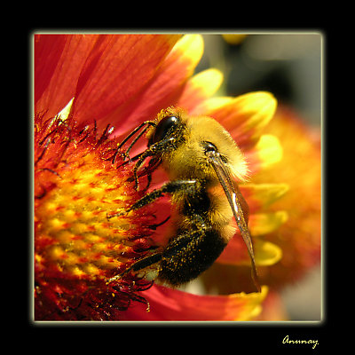 busy bee