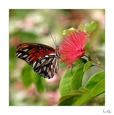 ...butterfly in color...