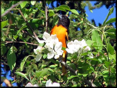 Among the Blossoms