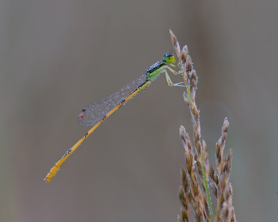 Citrine Damsel