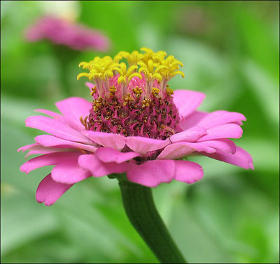 Flower Bed