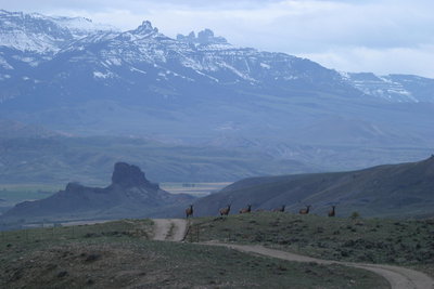 Elk on the Ridge