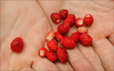 - wild strawberry -
