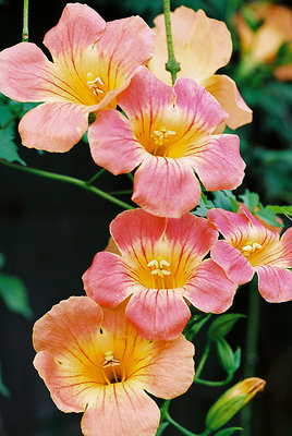 Flower Portrait