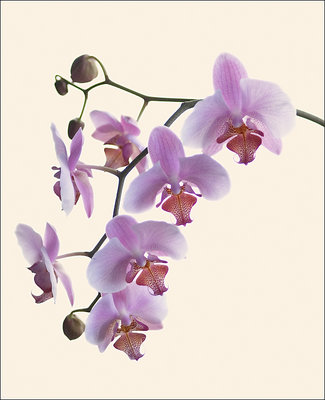 Orchids III