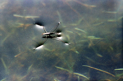 CUSHIONED ON WATER