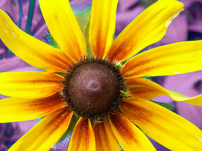 Black-eyed Susans