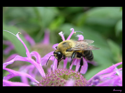 busy bee