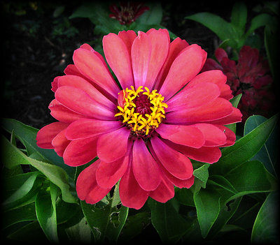 McDonald's Zinnia