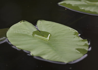 Leaf of Water lily