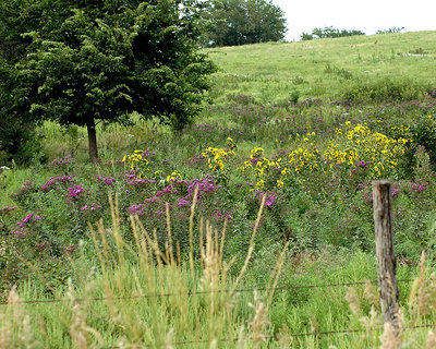 road side splendor