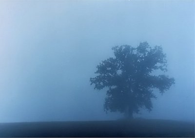 oak in the fog