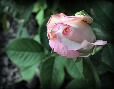 Late Evening Rose Bud