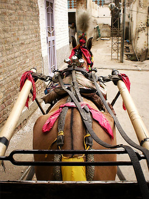 Horse, Jacobabad