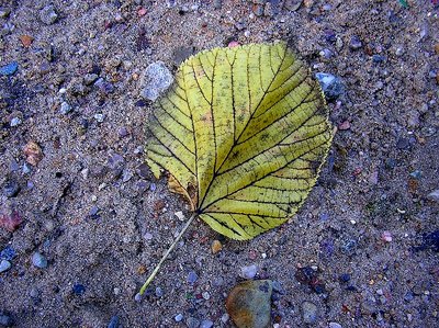 lime leaf