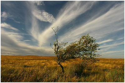 Alnwick Moor