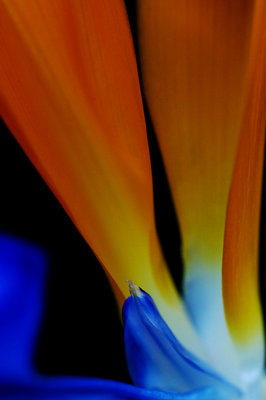 Strelitzia - macro