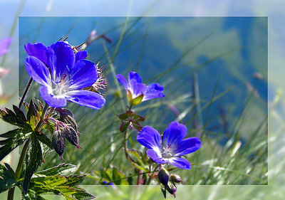 Alps and flowers