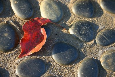 Sunset on a Leaf