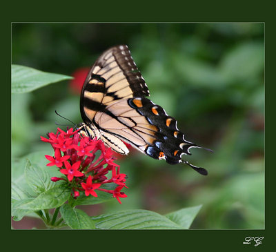 ...swallowtail (1)...