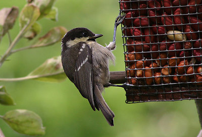 Coal tit