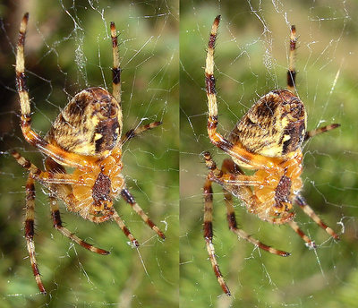 Stereo spider