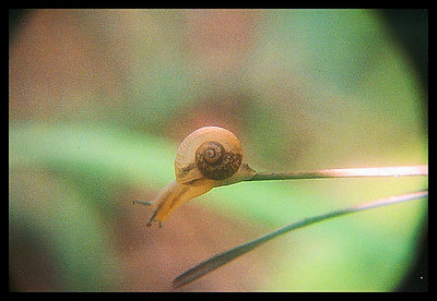 Snail