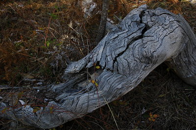 dead wood