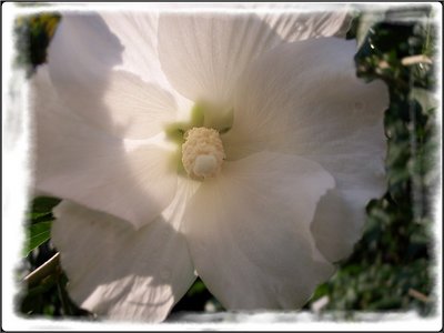 White Hibiscus